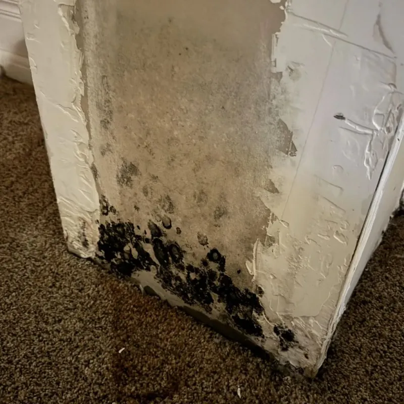Professional Mold Removal in Jackson, MS